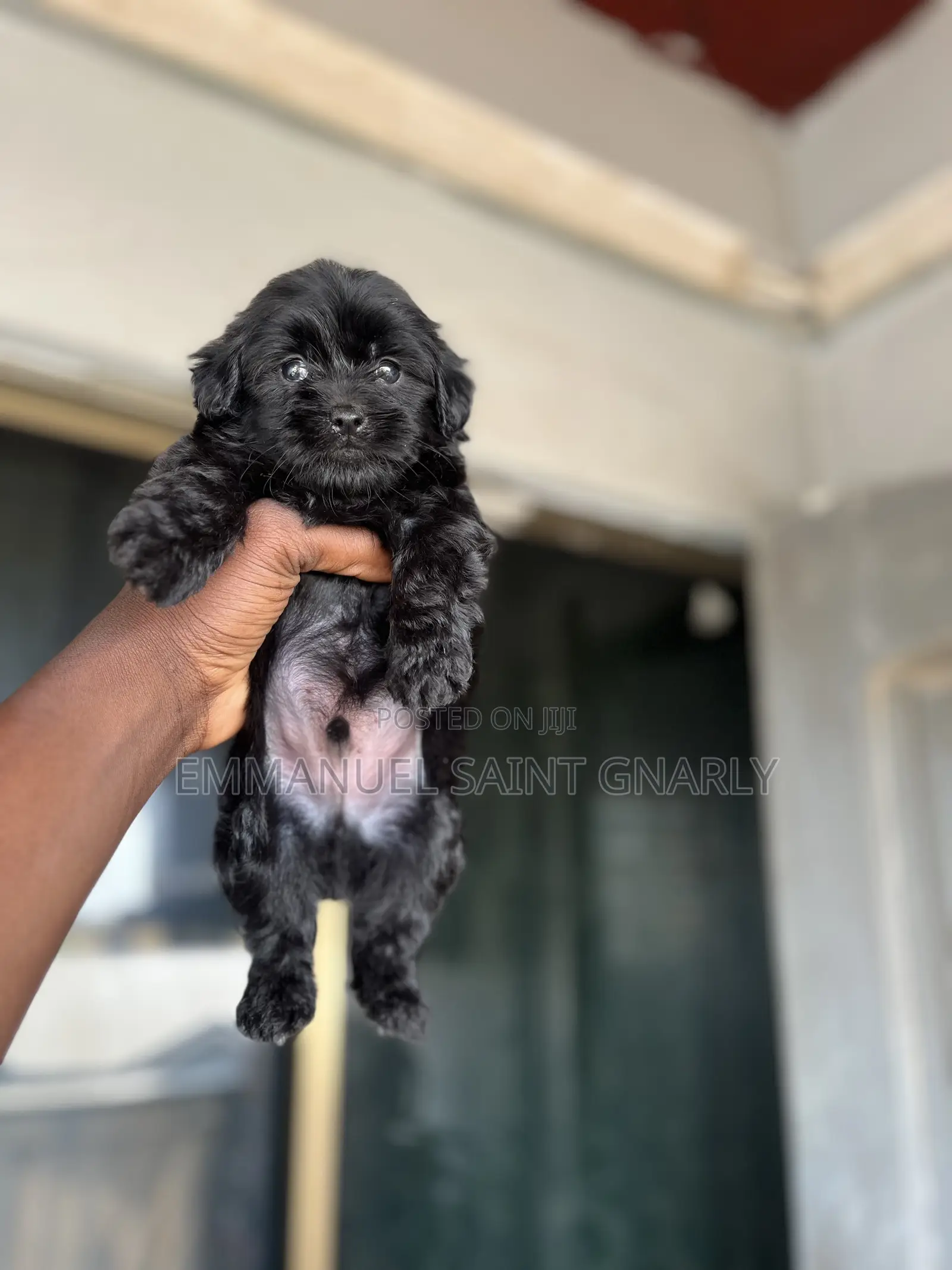 1-3 months Male Purebred Poodle