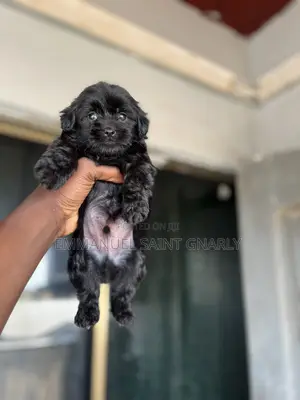 1-3 months Male Purebred Poodle