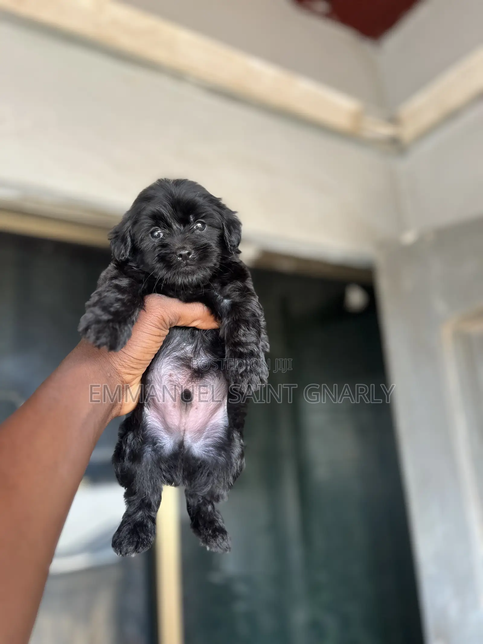 1-3 months Male Purebred Poodle
