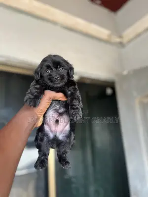 1-3 months Male Purebred Poodle