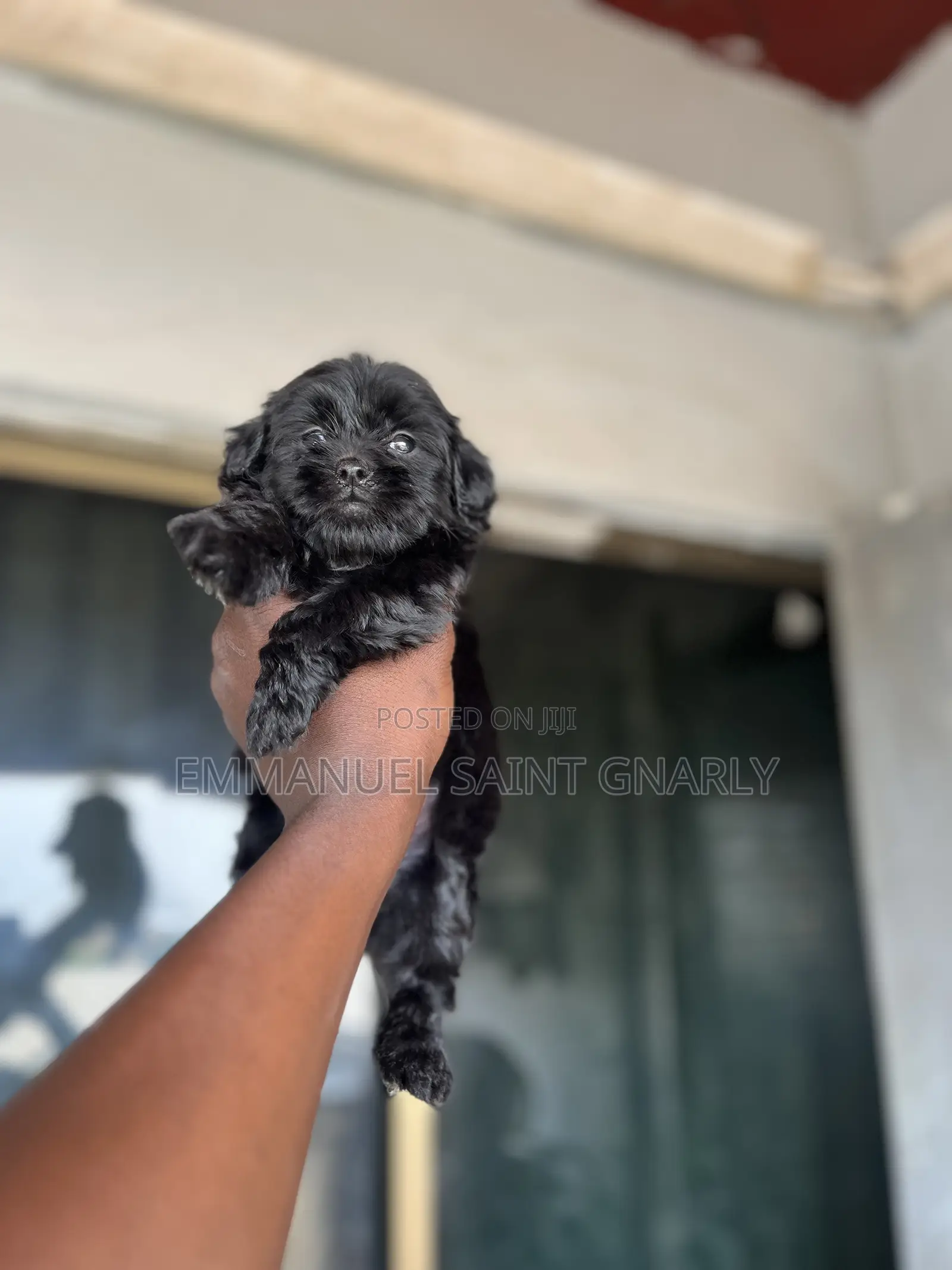 1-3 months Male Purebred Poodle