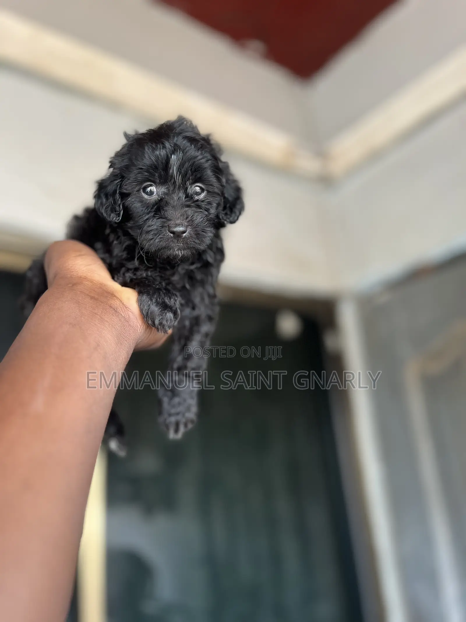 1-3 months Male Purebred Poodle