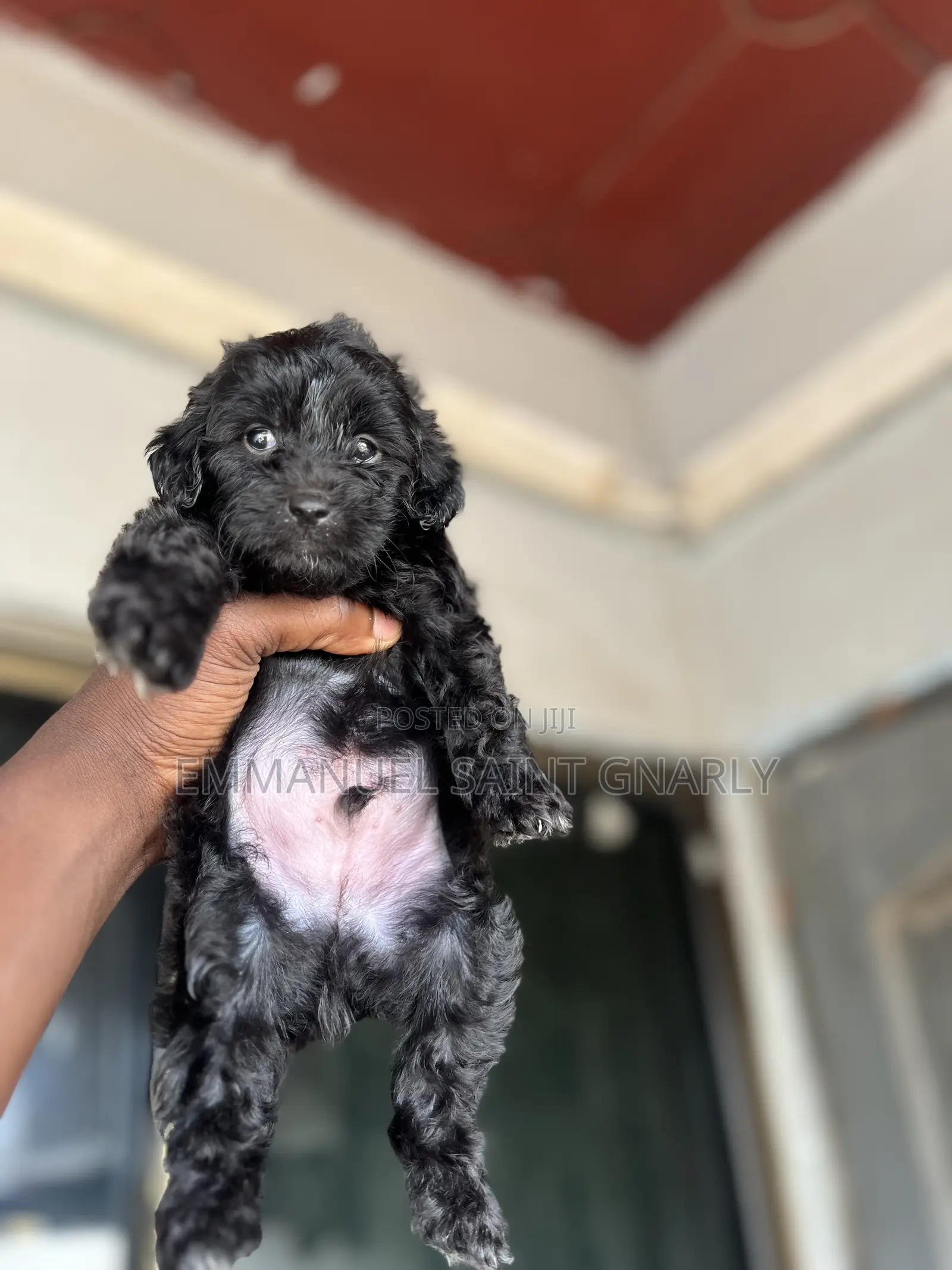 1-3 months Male Purebred Poodle