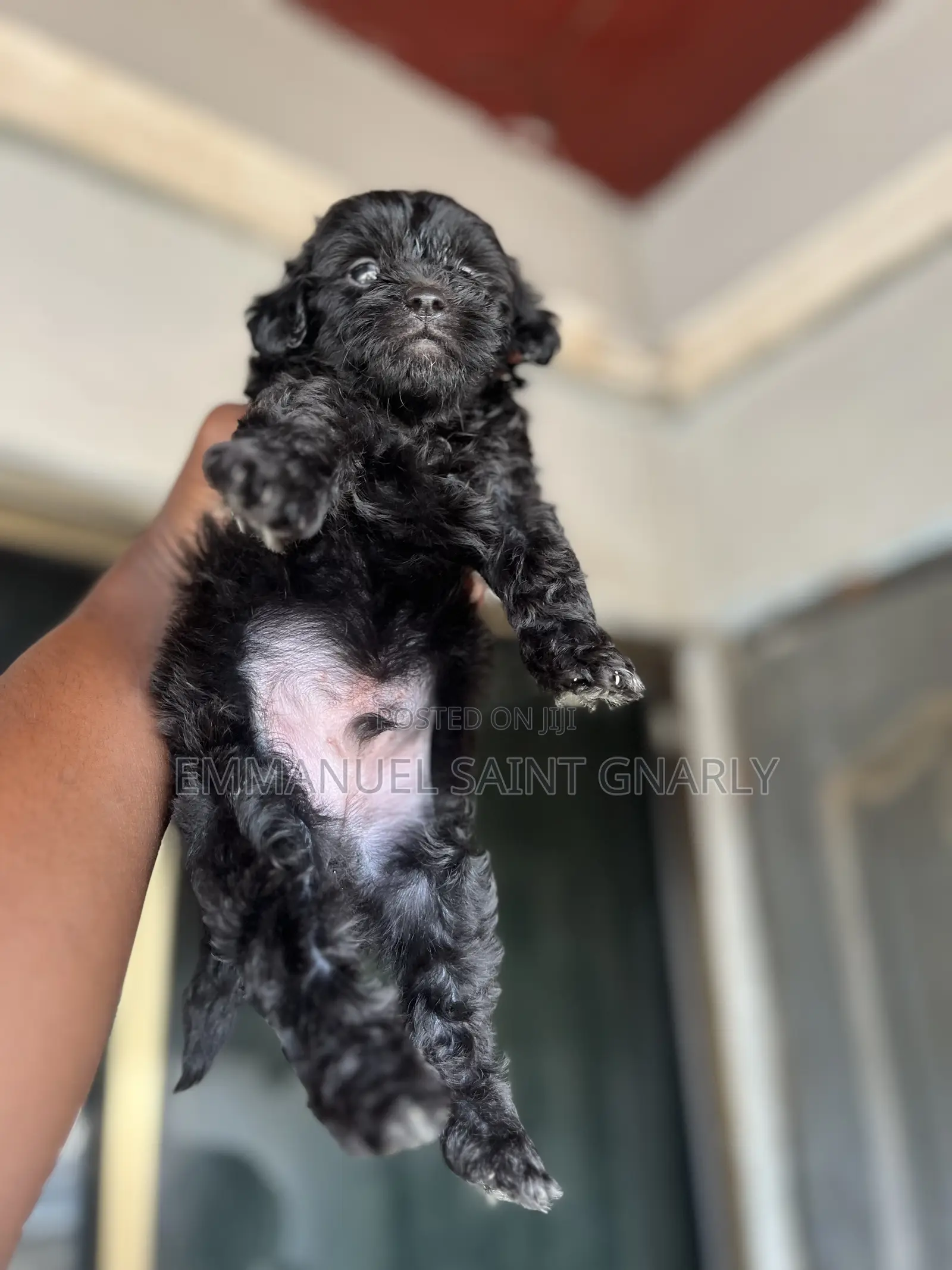 1-3 months Male Purebred Poodle
