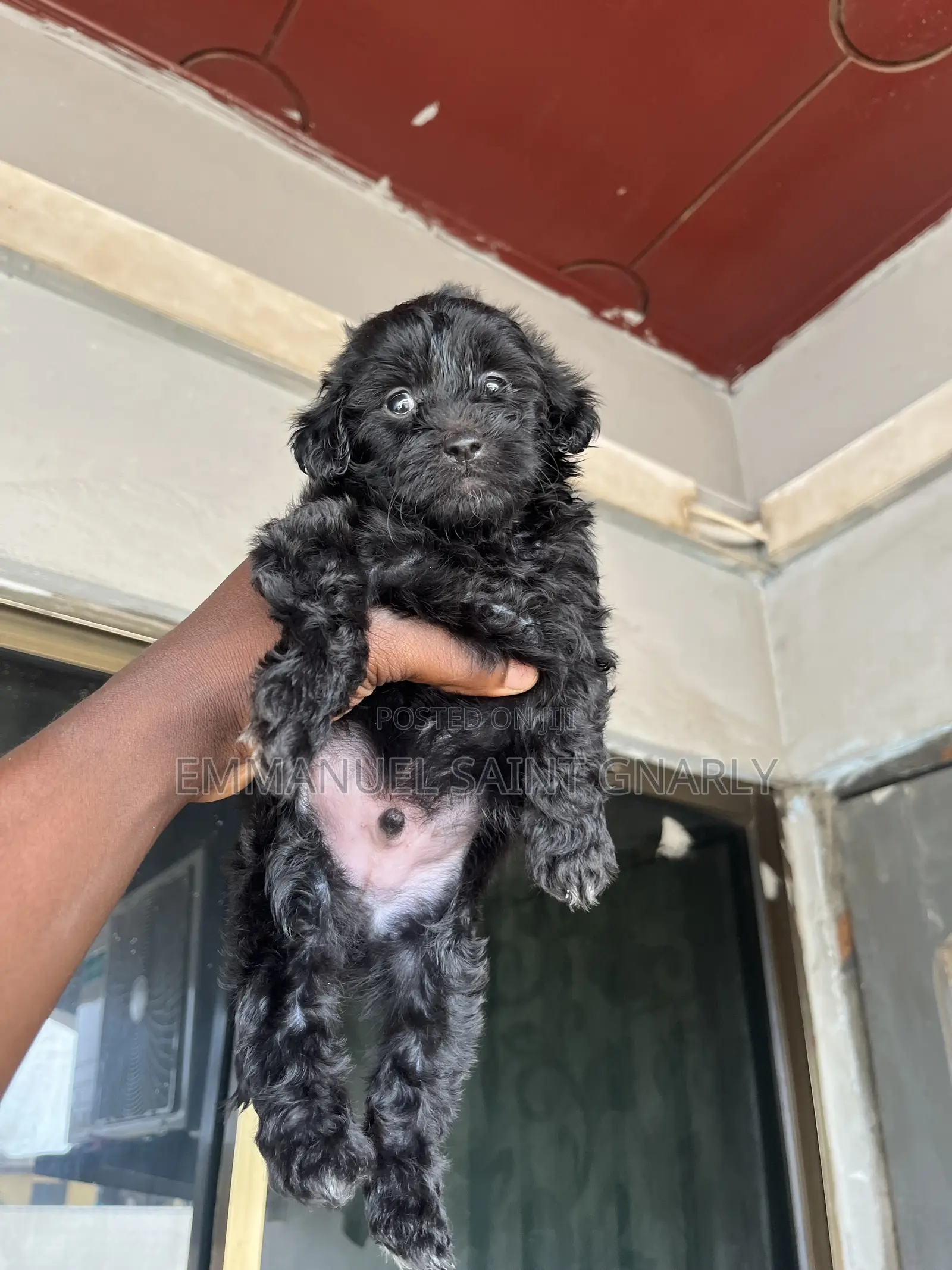 1-3 months Male Purebred Poodle