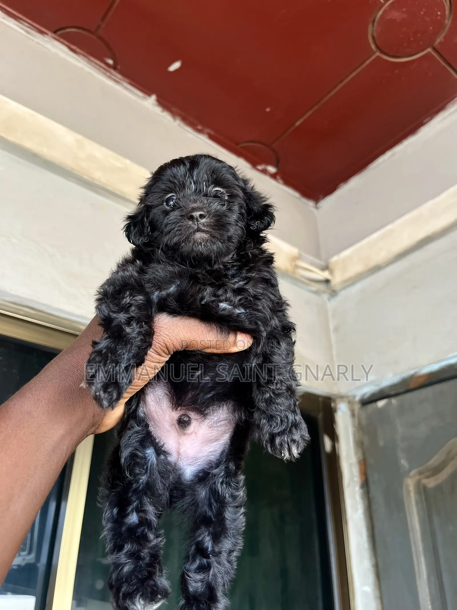 1-3 months Male Purebred Poodle