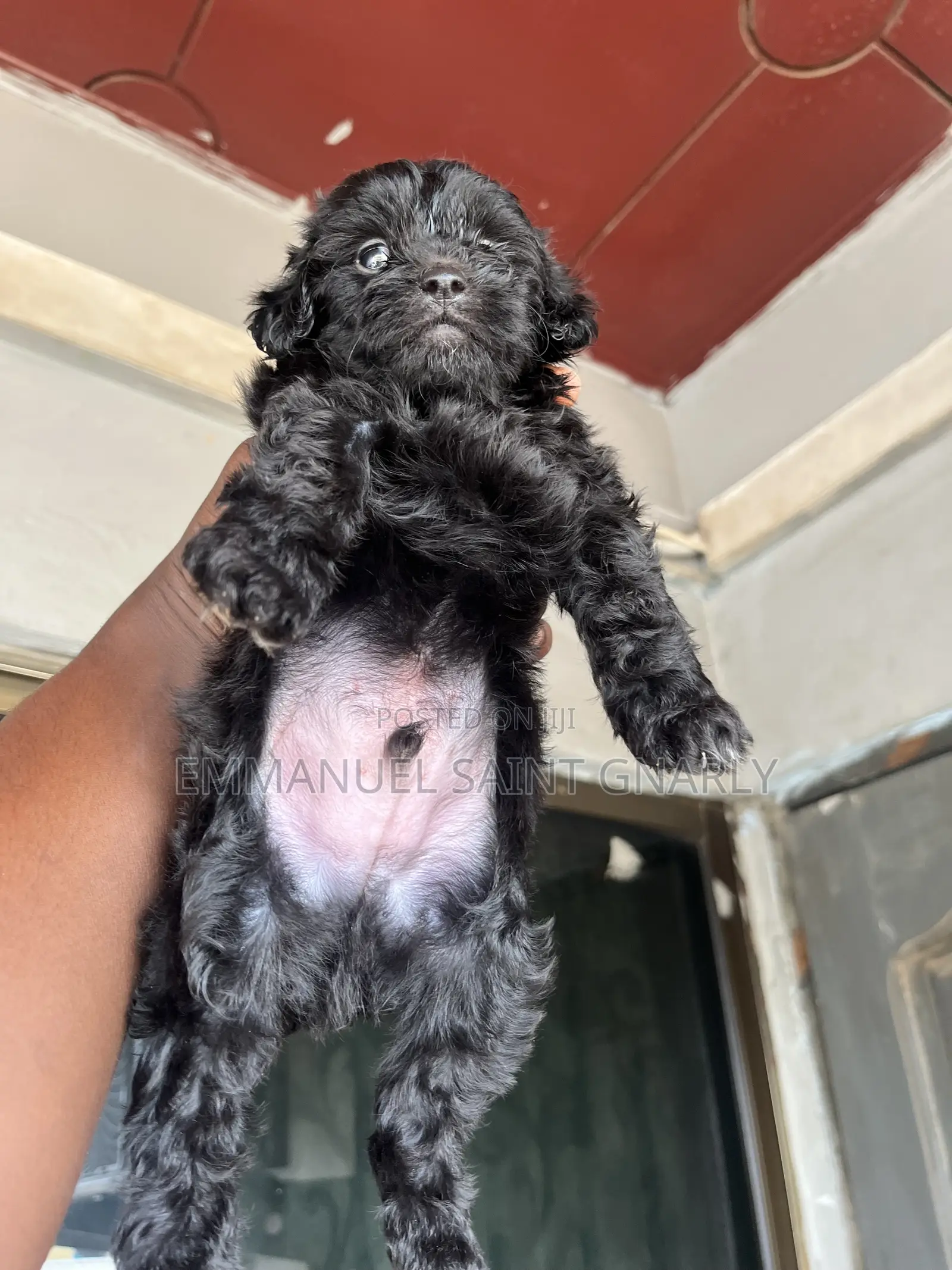 1-3 months Male Purebred Poodle