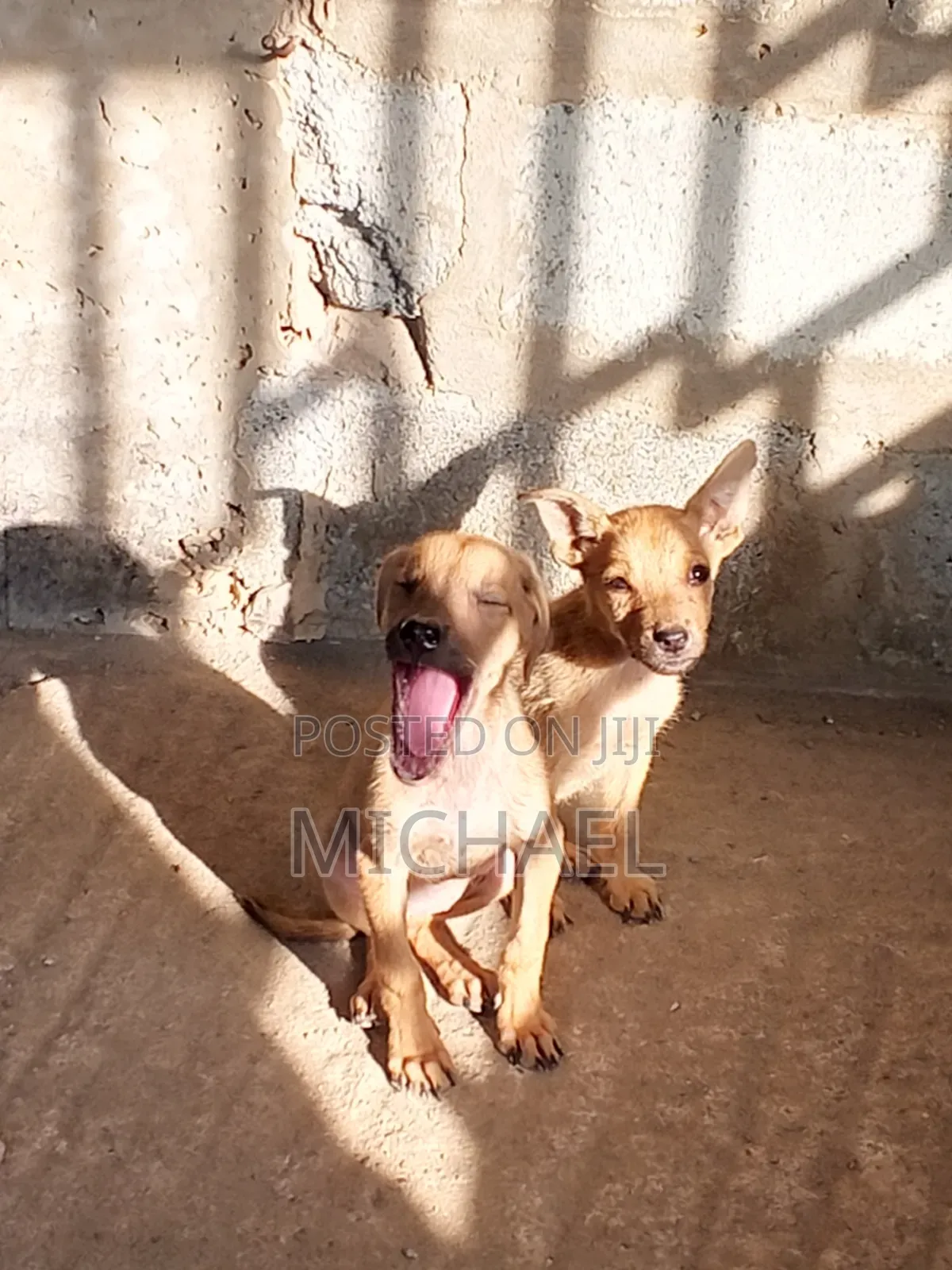 3-6 months Female Mixed Breed Mongrel (No Breed)