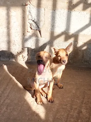 3-6 months Female Mixed Breed Mongrel (No Breed)
