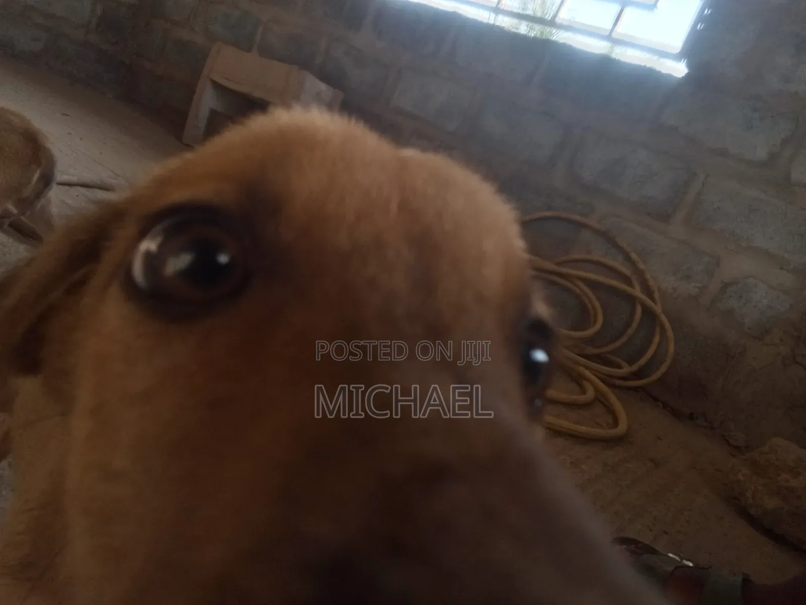 3-6 months Female Mixed Breed Mongrel (No Breed)