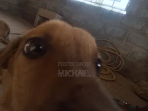 3-6 months Female Mixed Breed Mongrel (No Breed)