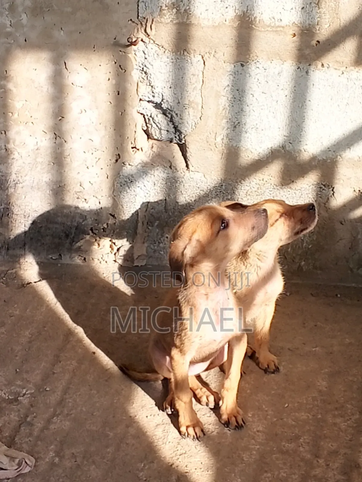 3-6 months Female Mixed Breed Mongrel (No Breed)