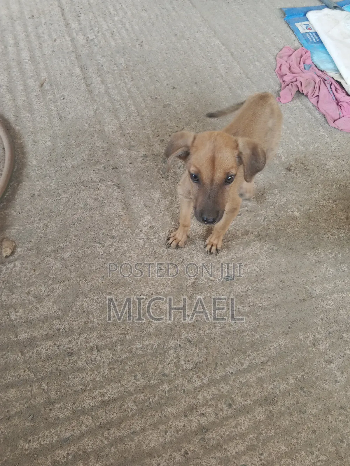 3-6 months Female Mixed Breed Mongrel (No Breed)