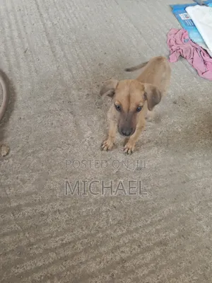 3-6 months Female Mixed Breed Mongrel (No Breed)