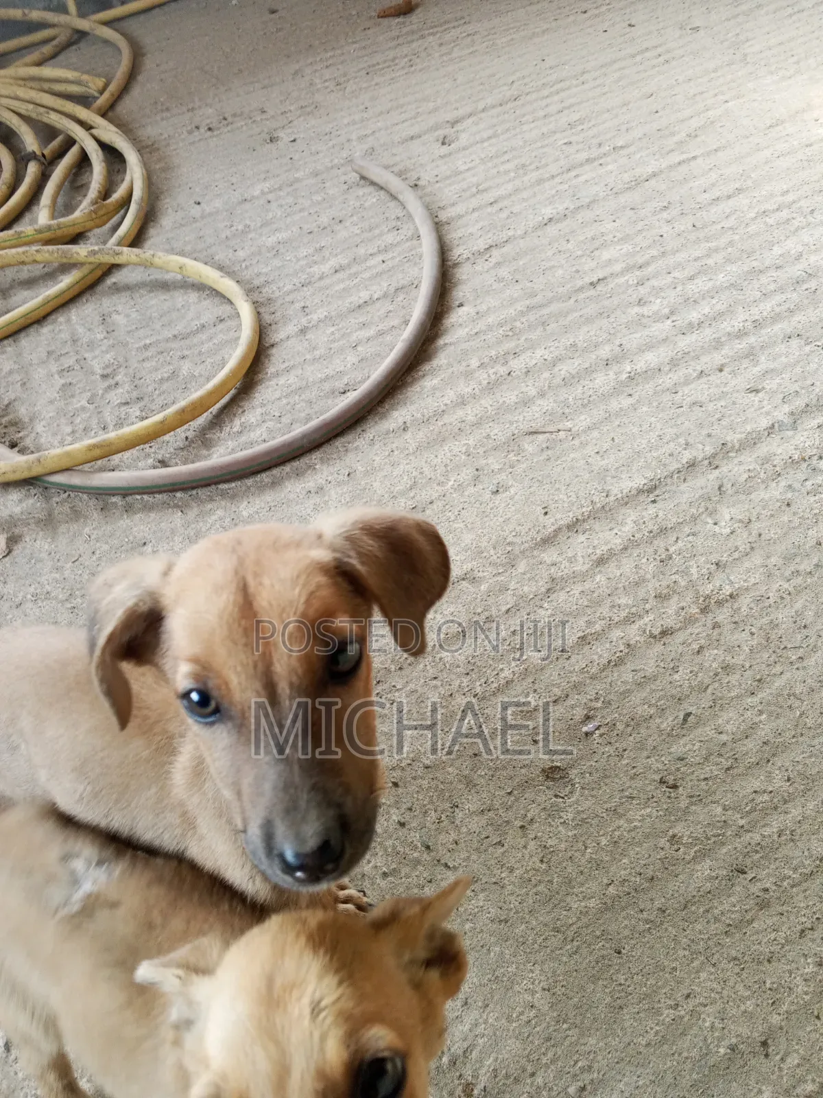 3-6 months Female Mixed Breed Mongrel (No Breed)