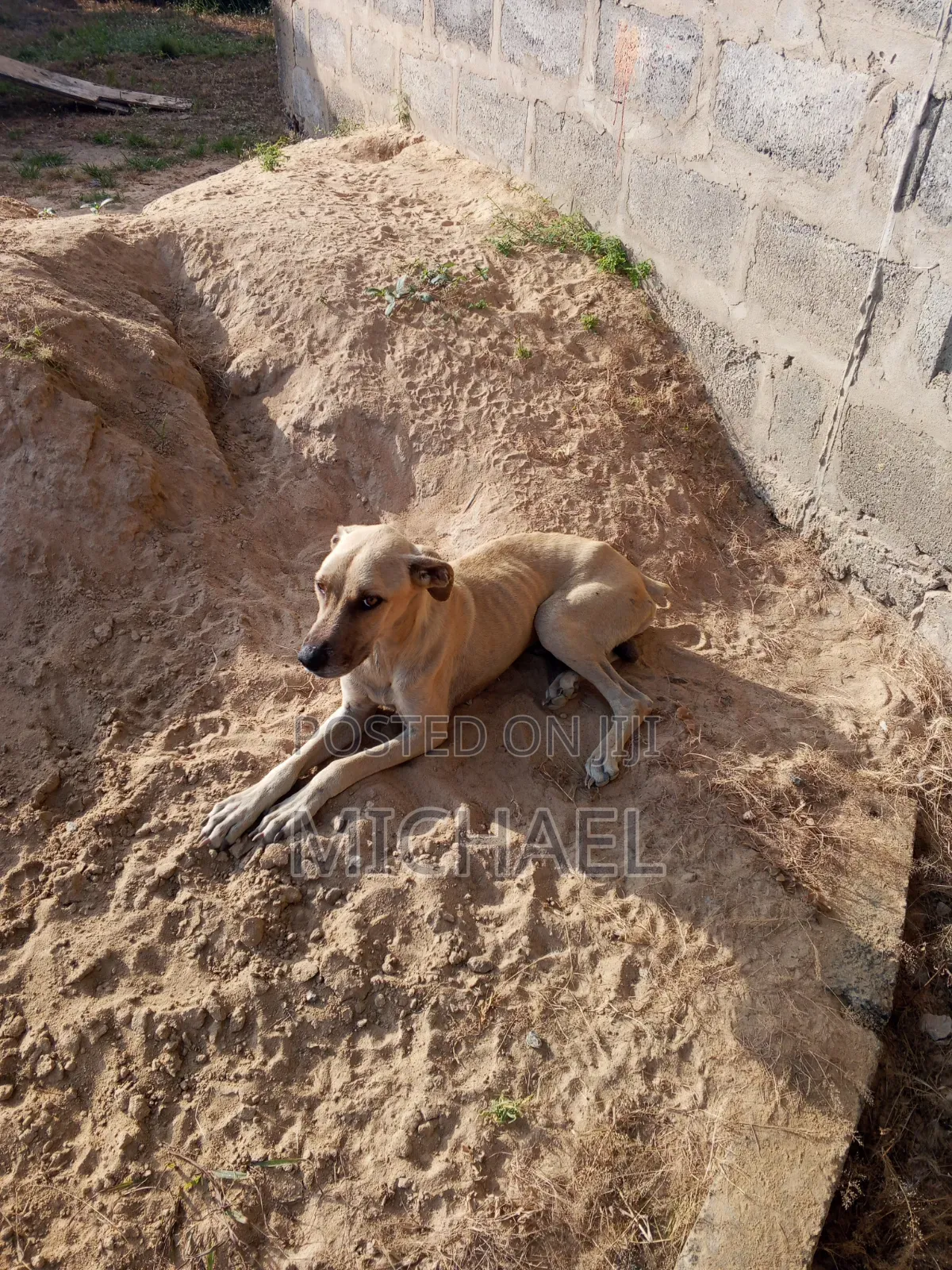 3-6 months Female Mixed Breed Mongrel (No Breed)