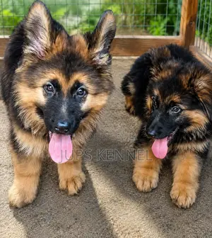 1-3 months Female Purebred German Shepherd