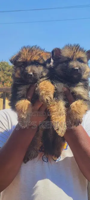1-3 months Female Purebred German Shepherd