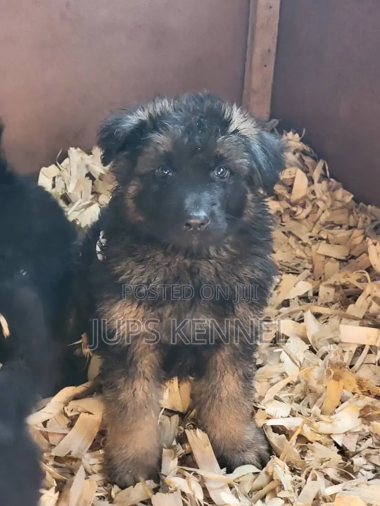 1-3 months Male Purebred German Shepherd