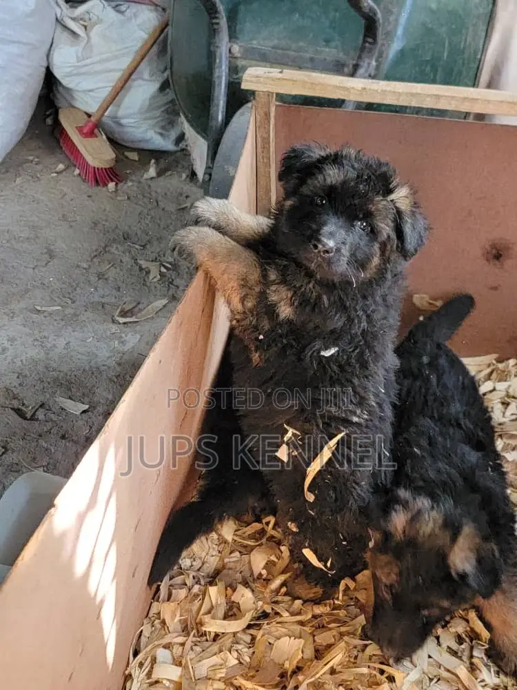 1-3 months Male Purebred German Shepherd