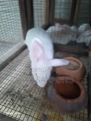 Male Rabbits for Sale