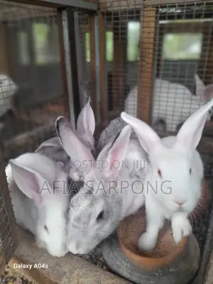 Male Rabbits for Sale