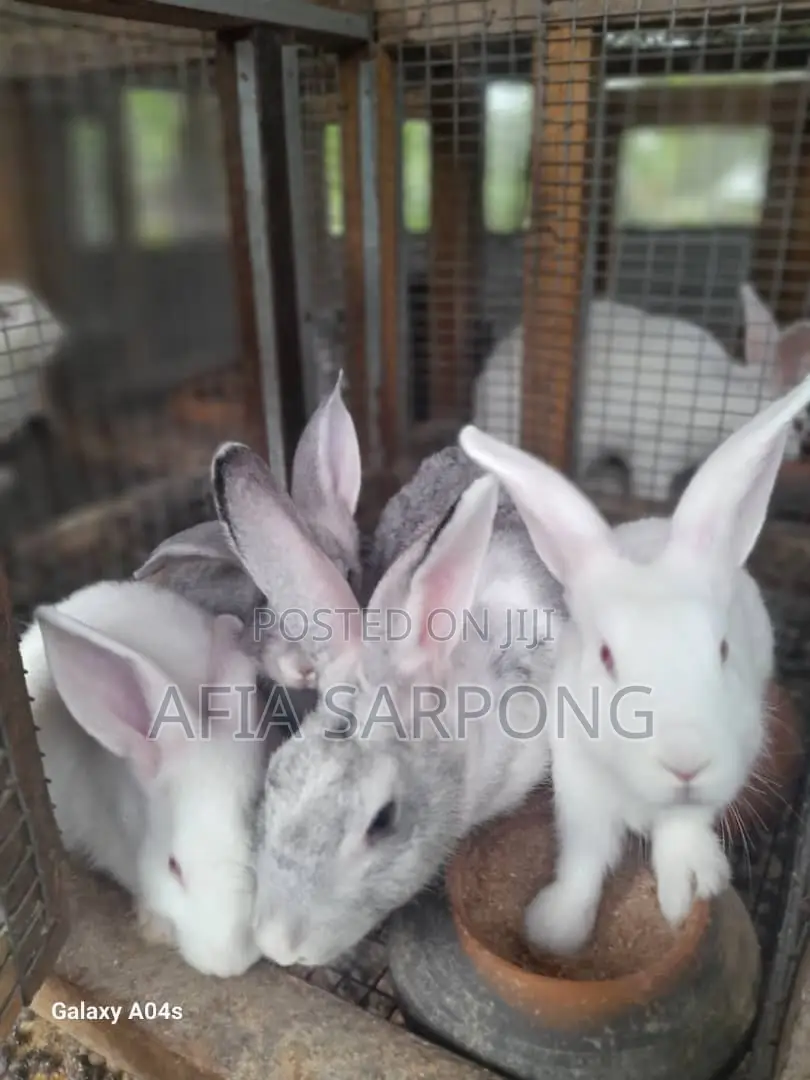 Male Rabbits for Sale