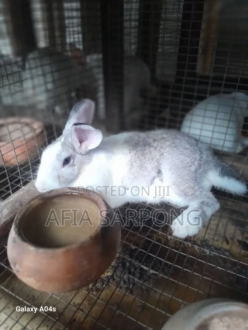 Male Rabbits for Sale