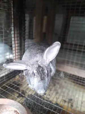 Male Rabbits for Sale