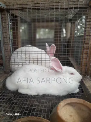Male Rabbits for Sale