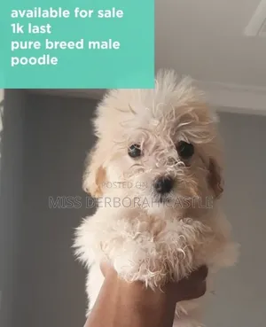 1-3 months Male Purebred Poodle