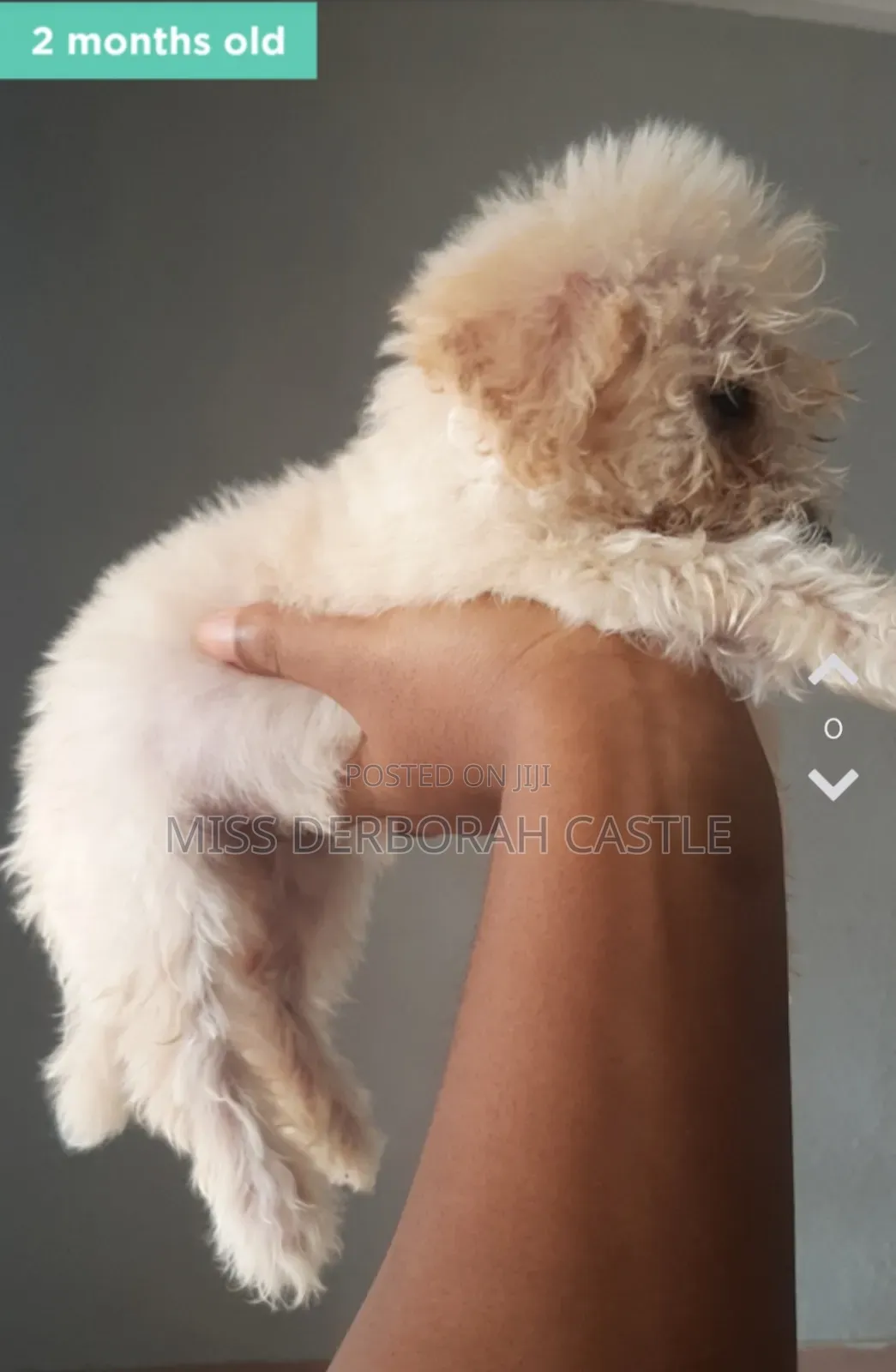 1-3 months Male Purebred Poodle