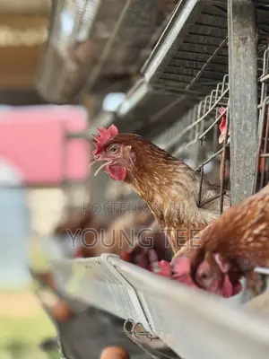 Young Layers 11 Months Old Chicken Poultry