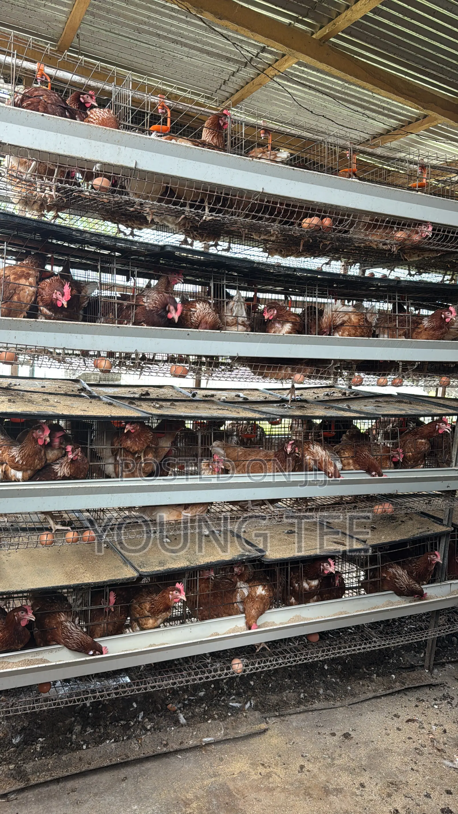 Young Layers 11 Months Old Chicken Poultry