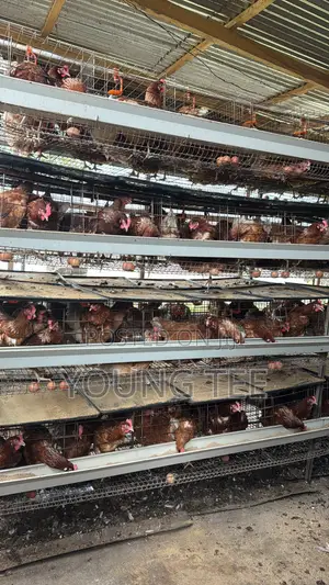 Young Layers 11 Months Old Chicken Poultry