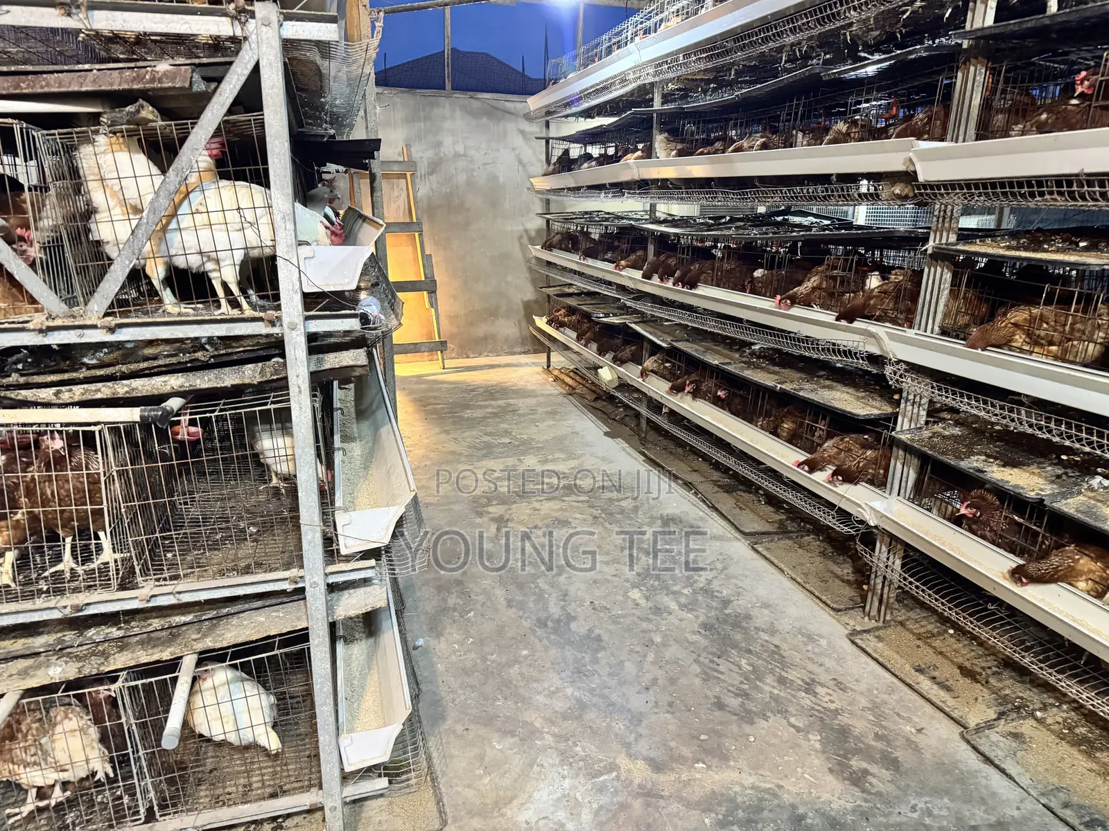 Young Layers 11 Months Old Chicken Poultry