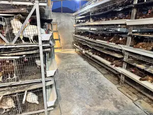 Young Layers 11 Months Old Chicken Poultry