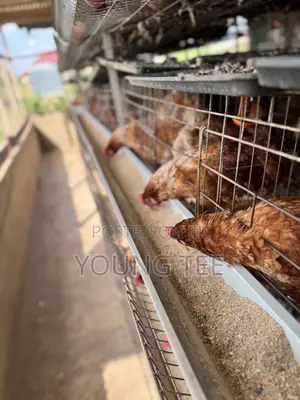 Young Layers 11 Months Old Chicken Poultry