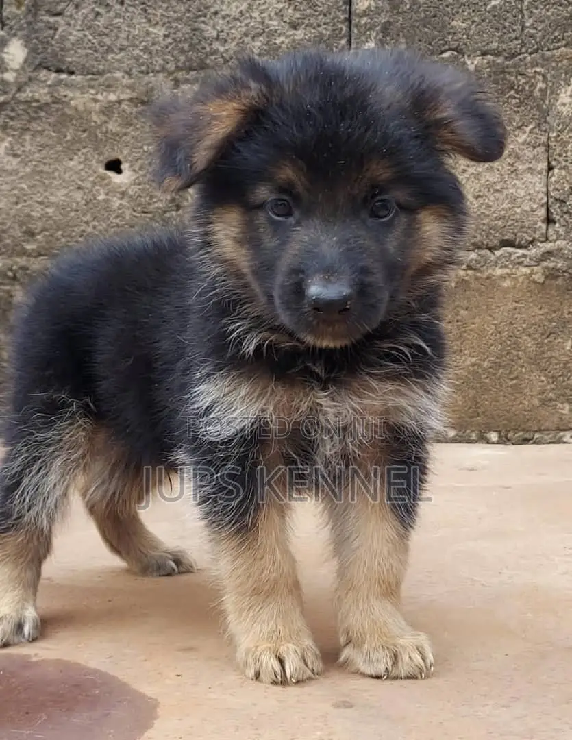 1-3 months Male Purebred German Shepherd