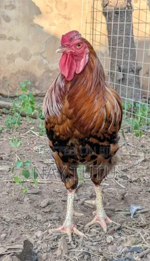 Big Male Fowl