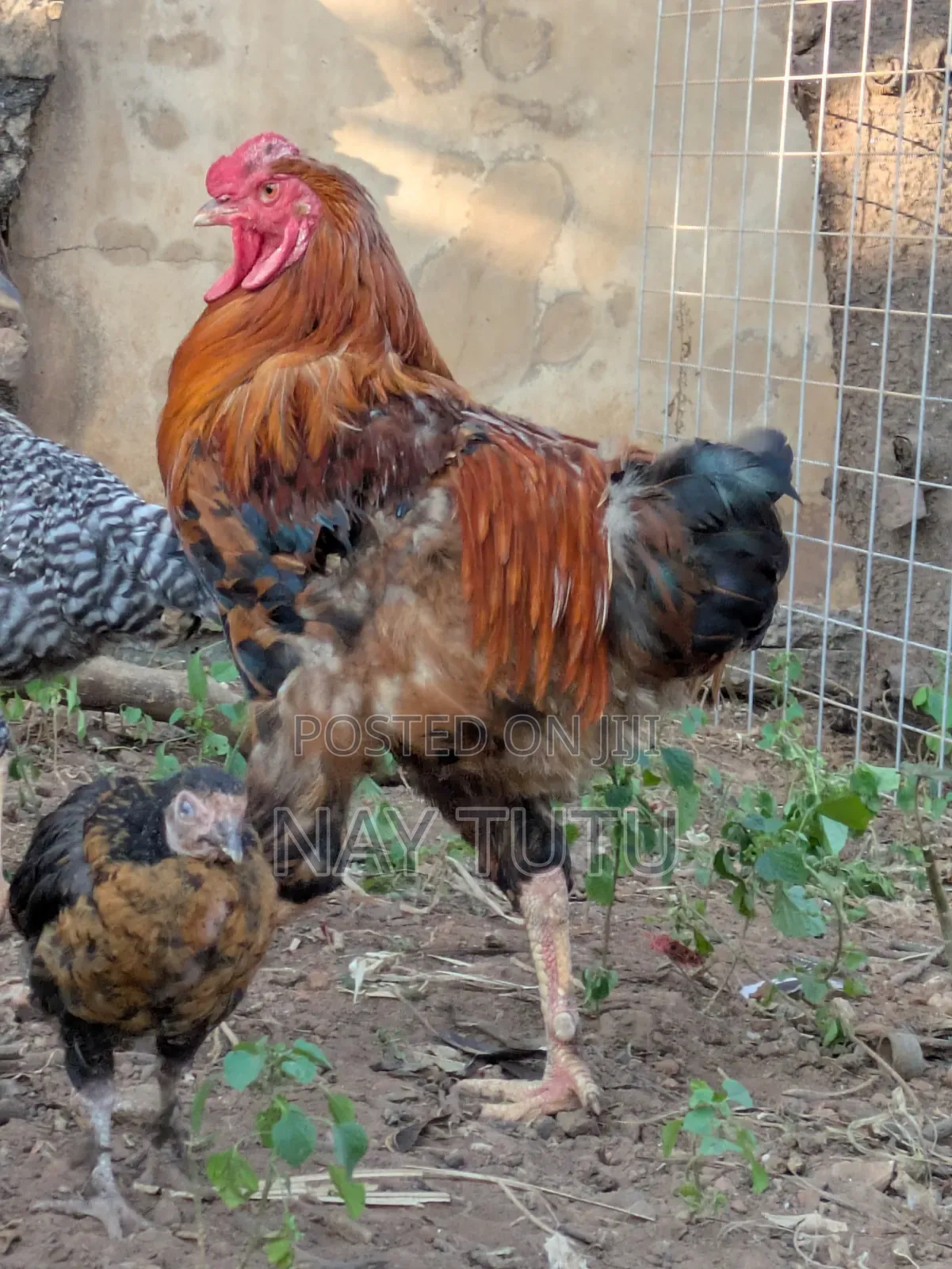 Big Male Fowl