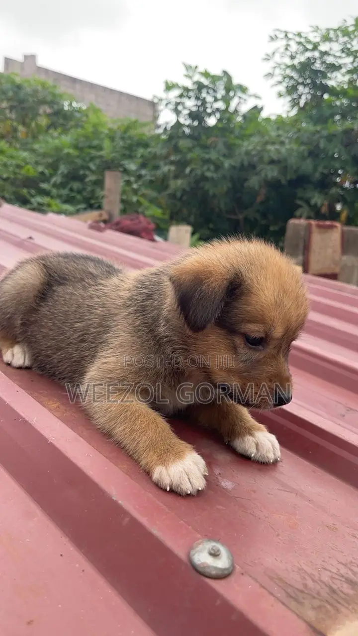 1-3 months Male Purebred German Shepherd