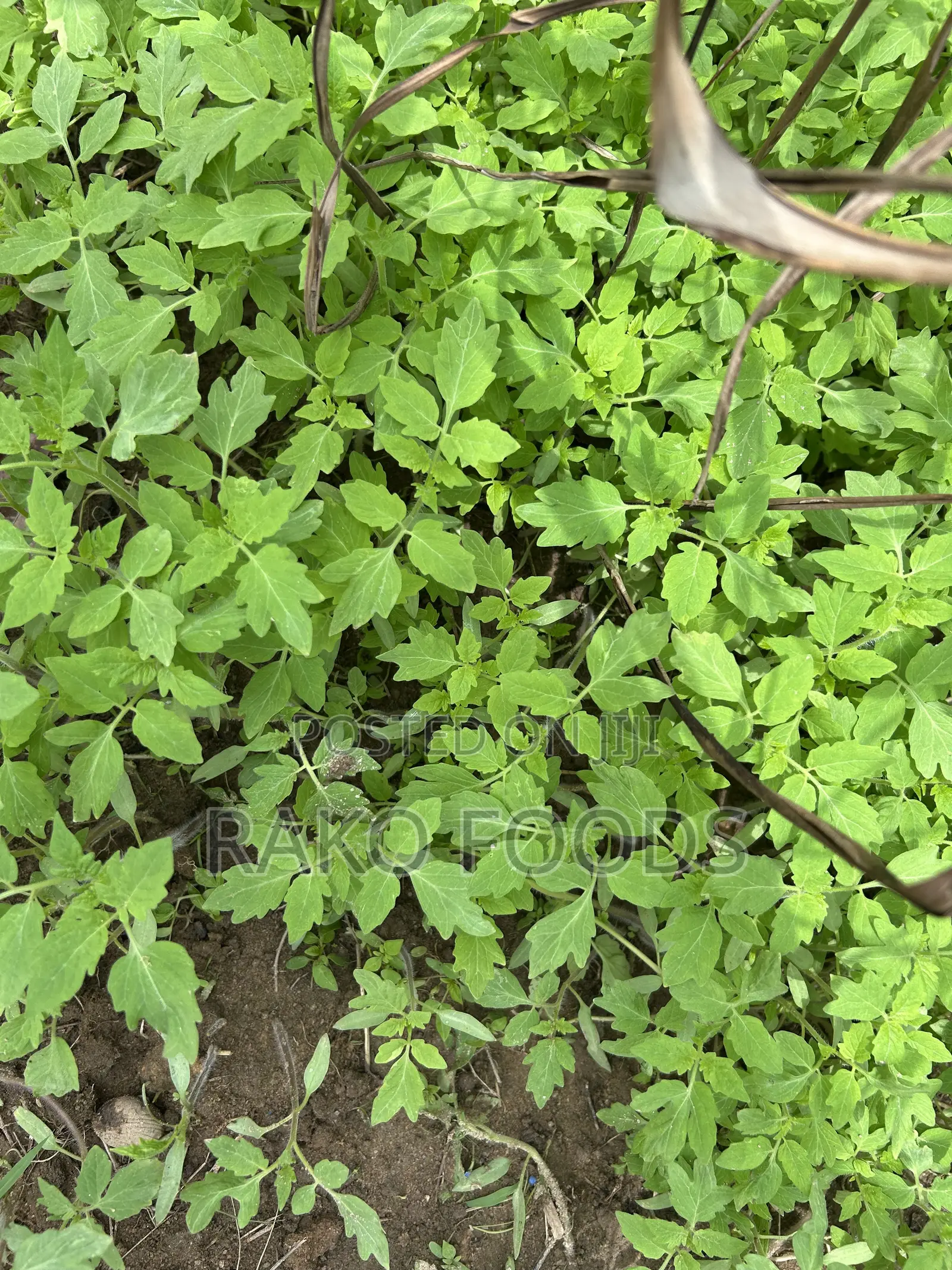 Organic Fertilizer