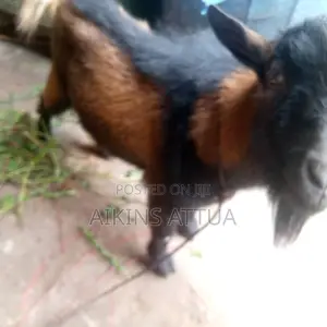 Healthy Male Goat