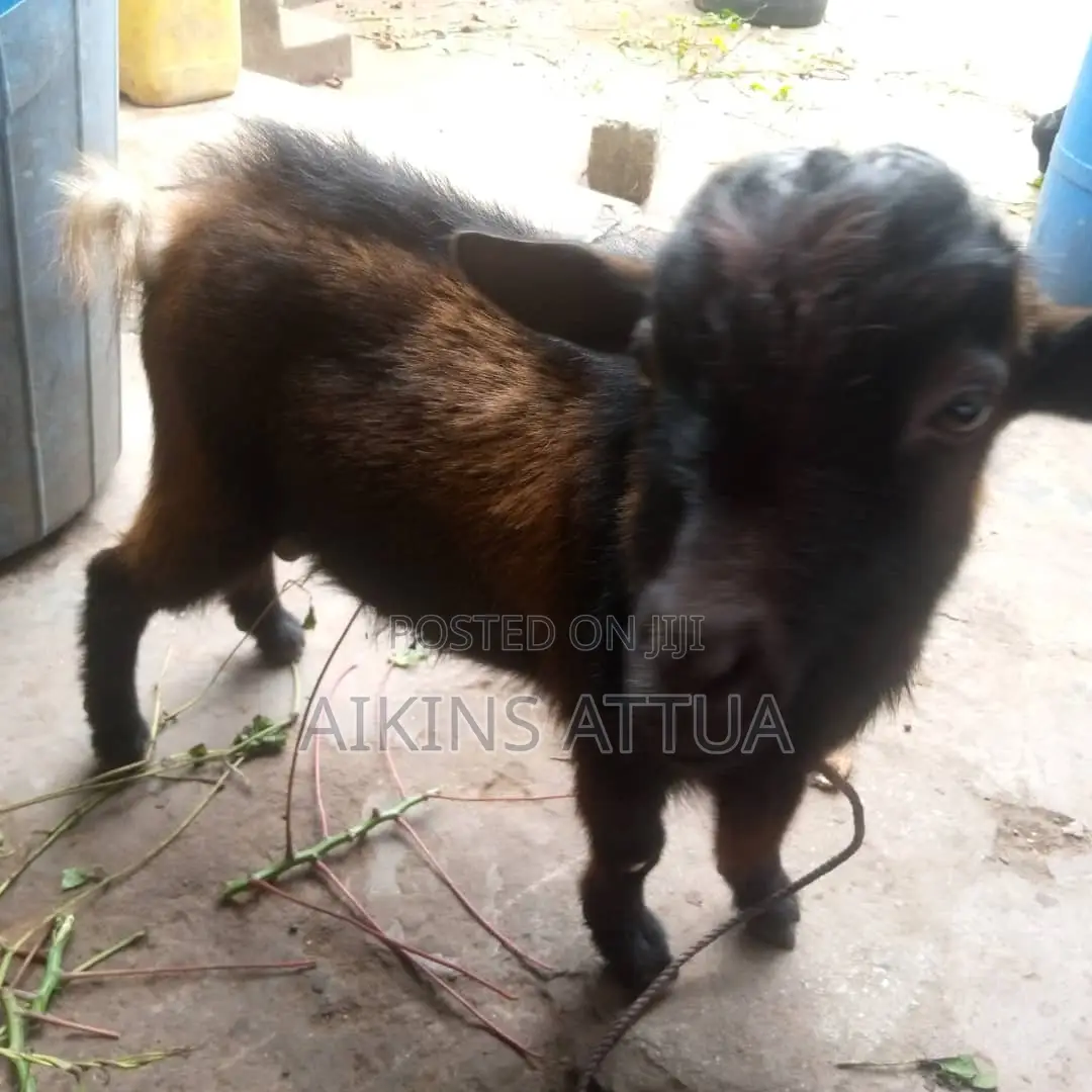 Healthy Male Goat