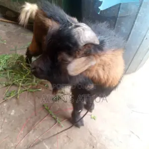 Healthy Male Goat