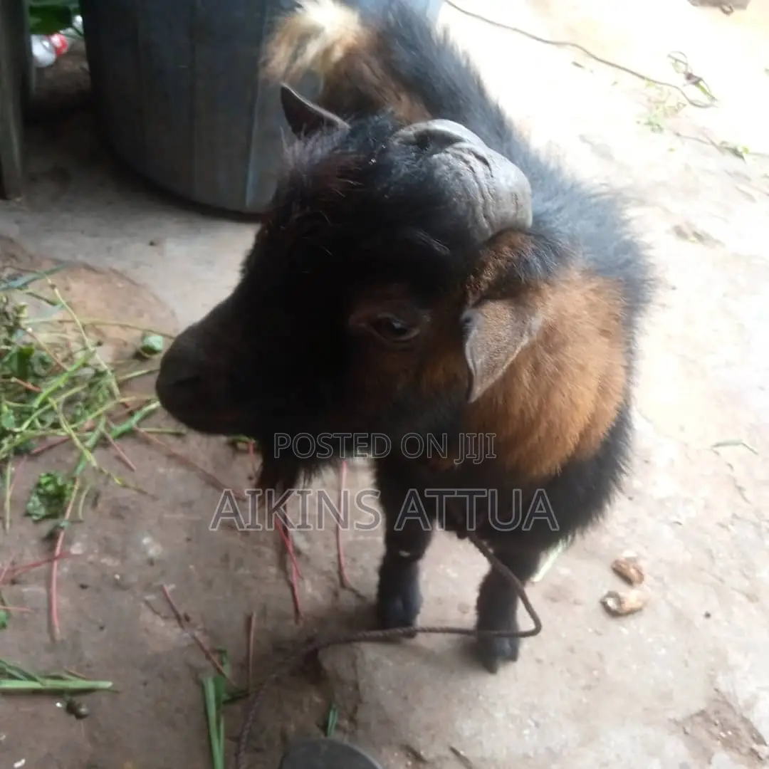 Healthy Male Goat