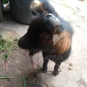 Healthy Male Goat