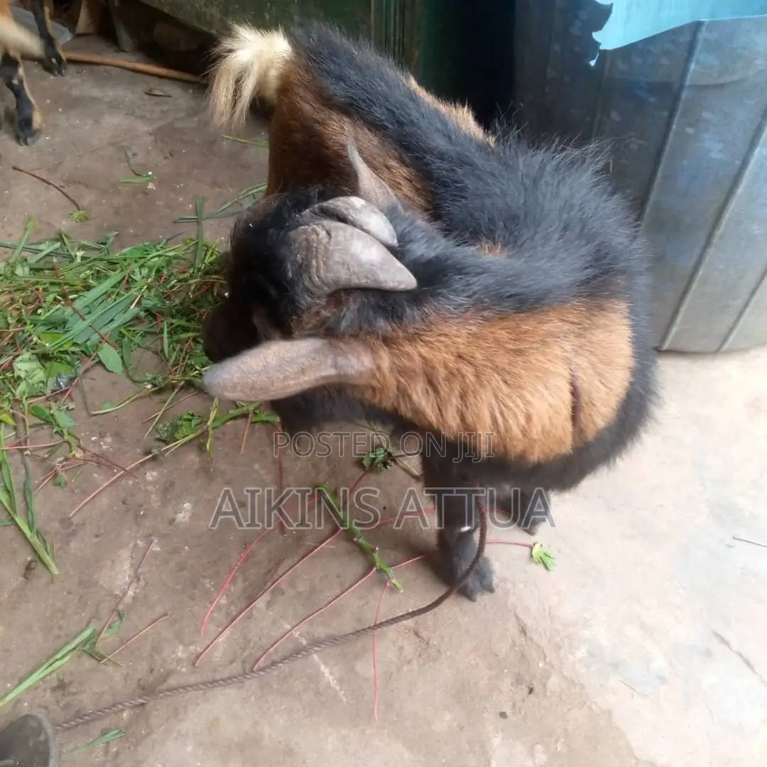Healthy Male Goat