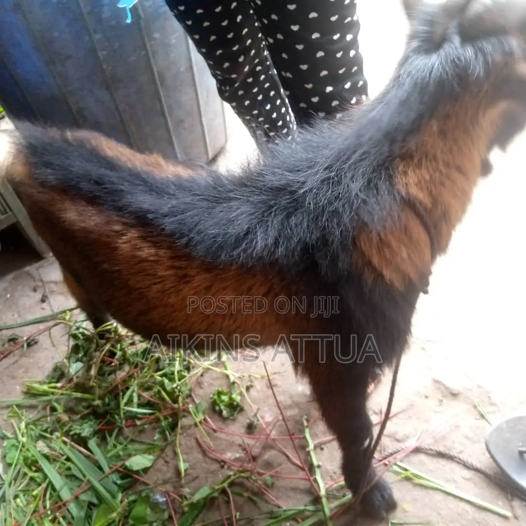 Healthy Male Goat
